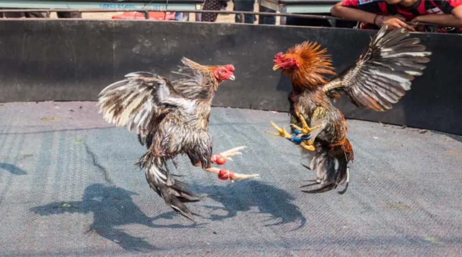 Các hình thức đá gà phổ biến được phát sóng hôm nay