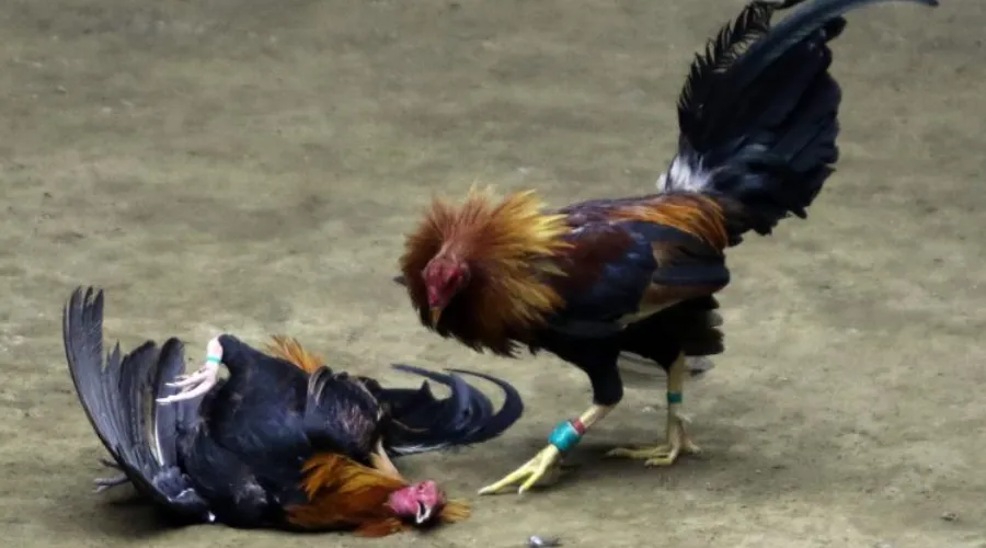 Kinh nghiệm chơi đá gà thomo từ các kê thủ